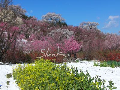 日曜日の花見山 風景写真家 新海良夫のブログ