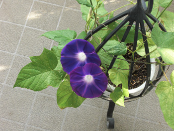 CIMG0834.jpg