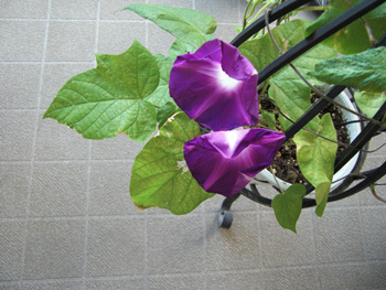 CIMG0841.jpg