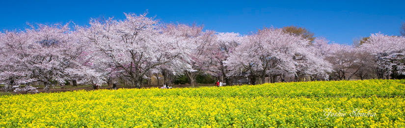 ヘッダの写真変更 風景写真家 新海良夫のブログ