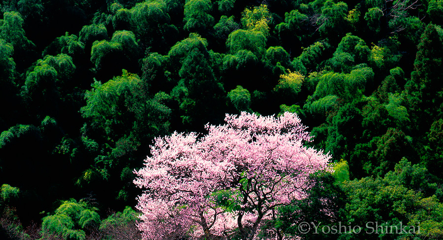 桜.jpg