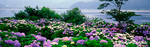 紫陽花.jpg