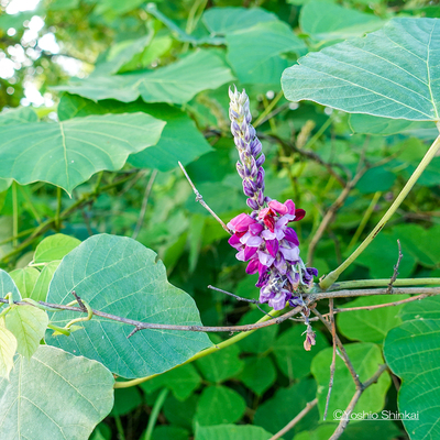 DSC02478.jpg