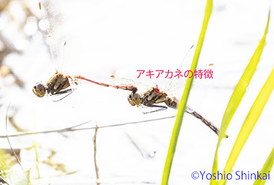 アキアカネ 1.jpg