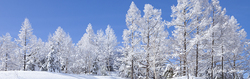 カラマツ林の雪景色.jpg