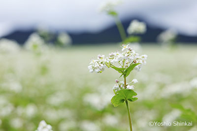 ソバの花.jpg
