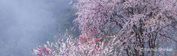 ハナモモと桜.jpg