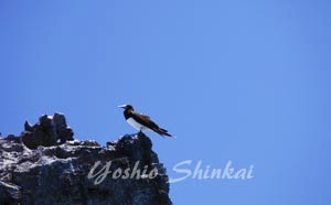 南島4.jpg