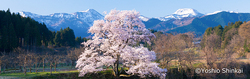 向野の桜.jpg