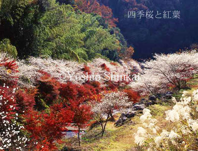 四季桜.jpg