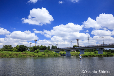 夏空の多摩川2.jpg