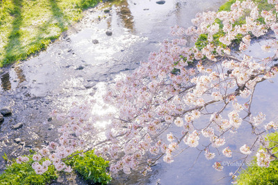 小川の桜.jpg