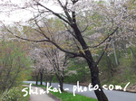 山桜.png