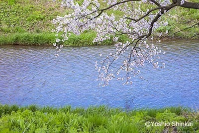 春の小川-1.jpg