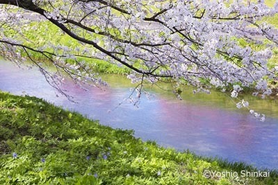 春の小川-2.jpg