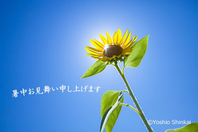 暑中見舞い.jpg