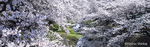 桜0001.jpg