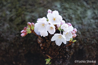 桜1.jpg