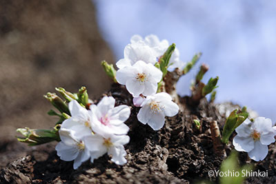 桜2.jpg