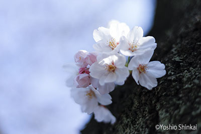 桜3.jpg