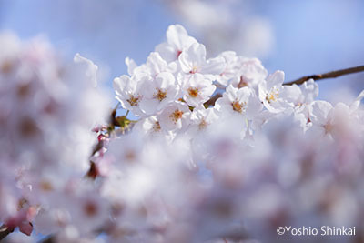 桜4.jpg