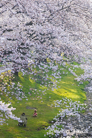 桜 1.jpg
