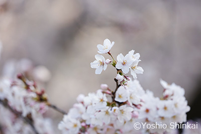 桜 2.jpg