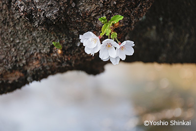 桜 3.jpg