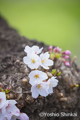 桜の花.jpg