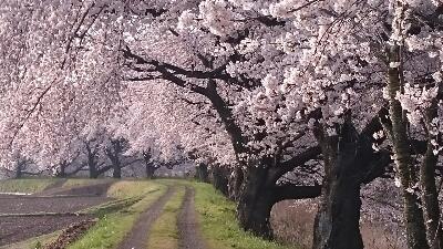 桜の道%0A.jpg