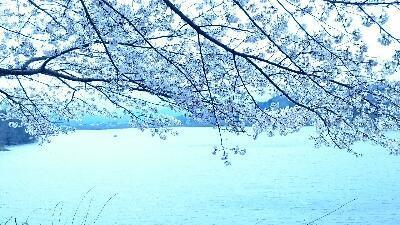 桜イメージ.jpg