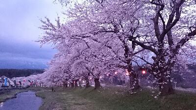 桜並木夕景.jpg