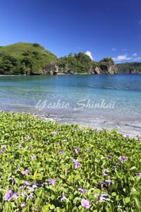 父島1.jpg