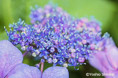紫陽花2.jpg