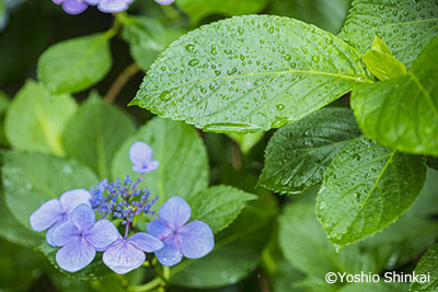 紫陽花3.jpg