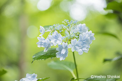 紫陽花5.jpg