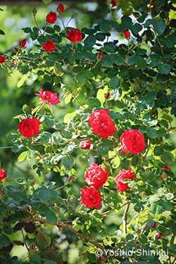花-3.jpg