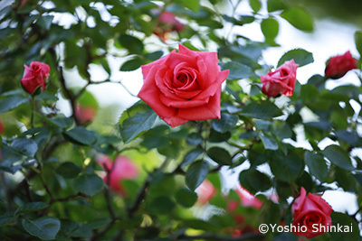 花-5.jpg
