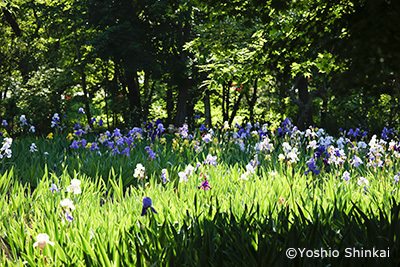 花-6.jpg