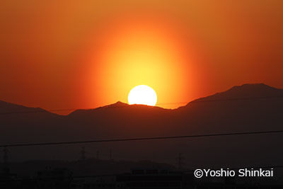 花粉光環.jpg