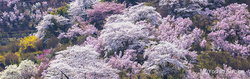 花見山2.jpg