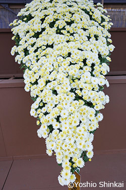 菊-2.jpg