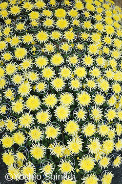 菊.jpg