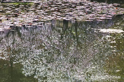 蓮池と桜.jpg