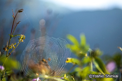 蜘蛛の巣.jpg