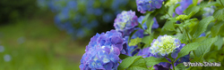 _MG_4844.jpg