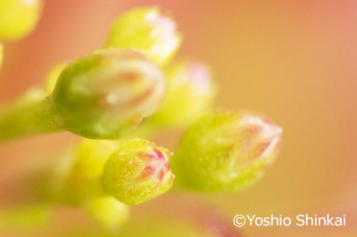 crassula-001.jpg
