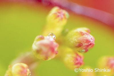 crassula-003.jpg