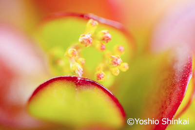 crassula-004.jpg