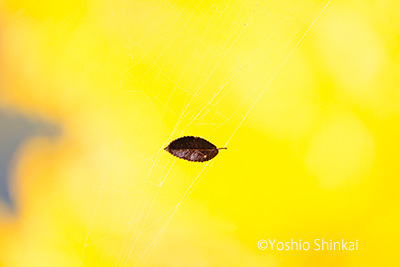 leaf@2.jpg